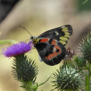 Delias harpalyce at Paddys River, ACT - 28 Feb 2021 12:07 PM