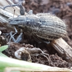 Naupactus leucoloma (White-fringed weevil) at O'Connor Ridge to Gungahlin Grasslands - 1 Mar 2021 by tpreston