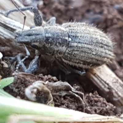 Naupactus leucoloma (White-fringed weevil) at Lyneham, ACT - 1 Mar 2021 by tpreston