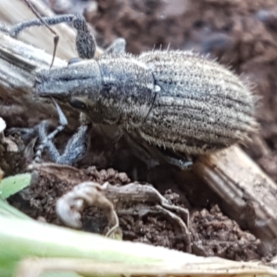 Naupactus leucoloma (White-fringed weevil) at O'Connor Ridge to Gungahlin Grasslands - 1 Mar 2021 by trevorpreston