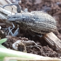 Naupactus leucoloma (White-fringed weevil) at O'Connor Ridge to Crace Grasslands - 1 Mar 2021 by trevorpreston