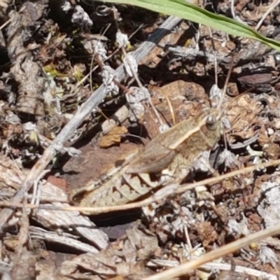 Phaulacridium vittatum (Wingless Grasshopper) at Lyneham Ridge - 1 Mar 2021 by trevorpreston