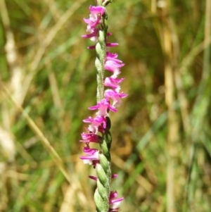 Spiranthes australis at Paddys River, ACT - 28 Feb 2021