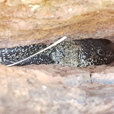 Egernia cunninghami (Cunningham's Skink) at Kaleen, ACT - 1 Mar 2021 by trevorpreston