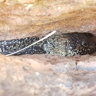 Egernia cunninghami (Cunningham's Skink) at Lyneham Ridge - 1 Mar 2021 by tpreston