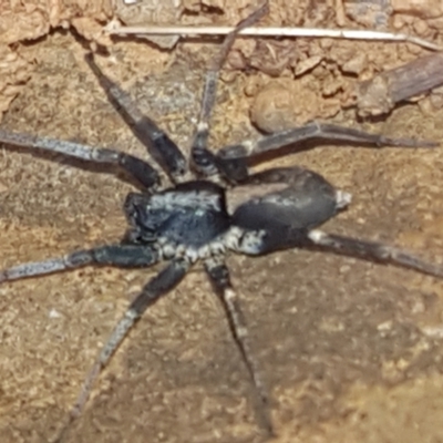 Unidentified Other hunting spider at Kaleen, ACT - 1 Mar 2021 by trevorpreston
