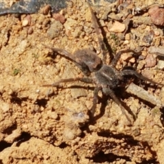 Unidentified Spider (Araneae) at Lyneham Ridge - 1 Mar 2021 by trevorpreston