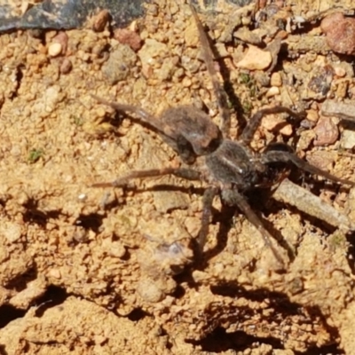 Unverified Spider at Lyneham, ACT - 1 Mar 2021 by trevorpreston