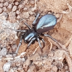 Storosa obscura (Dark Storosa) at Lyneham Ridge - 1 Mar 2021 by trevorpreston