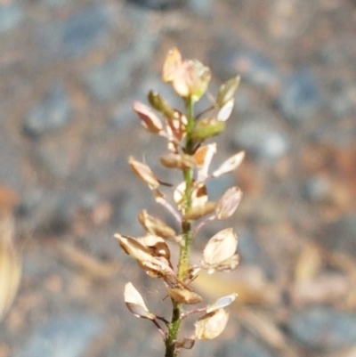 Lepidium africanum (Common Peppercress) at Lyneham, ACT - 1 Mar 2021 by trevorpreston