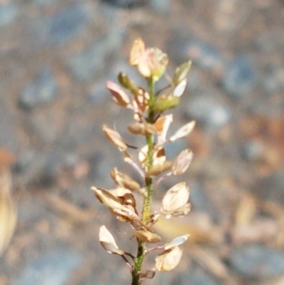 Lepidium africanum (Common Peppercress) at Sullivans Creek, Lyneham South - 1 Mar 2021 by trevorpreston