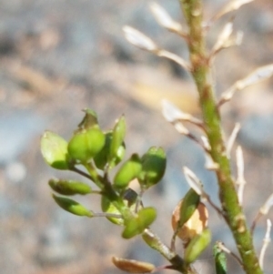 Lepidium africanum at Lyneham, ACT - 1 Mar 2021 02:35 PM