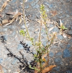 Lepidium africanum at Lyneham, ACT - 1 Mar 2021