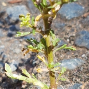 Lepidium africanum at Lyneham, ACT - 1 Mar 2021 02:35 PM