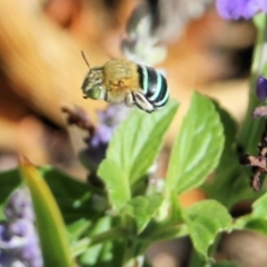 Amegilla (Zonamegilla) asserta (Blue Banded Bee) at Wodonga - 28 Feb 2021 by Kyliegw