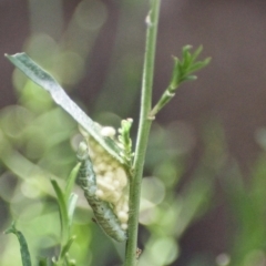 Cotesia glomerata at Fowles St. Woodland, Weston - 3 Feb 2021 by AliceH