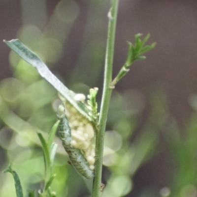 Cotesia glomerata at Fowles St. Woodland, Weston - 2 Feb 2021 by AliceH