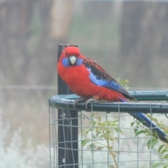 Platycercus elegans (Crimson Rosella) at Symonston, ACT - 28 Feb 2021 by CallumBraeRuralProperty