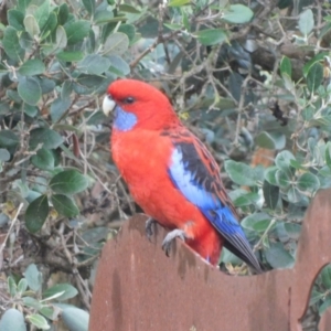 Platycercus elegans at Symonston, ACT - 1 Mar 2021 08:10 AM