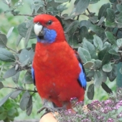 Platycercus elegans at Symonston, ACT - 1 Mar 2021 08:10 AM