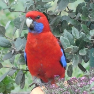 Platycercus elegans at Symonston, ACT - 1 Mar 2021 08:10 AM