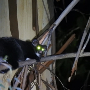 Petauroides volans at Cotter River, ACT - 28 Feb 2021