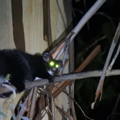 Petauroides volans (Greater Glider) at Namadgi National Park - 28 Feb 2021 by Liam.m
