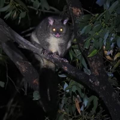 Trichosurus cunninghami (Mountain Brushtail Possum, Southern Bobuck) at Namadgi National Park - 28 Feb 2021 by Liam.m