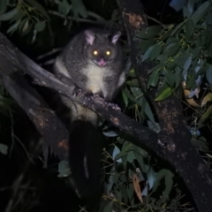 Trichosurus cunninghami (Mountain Brushtail Possum, Southern Bobuck) at Cotter River, ACT - 28 Feb 2021 by Liam.m