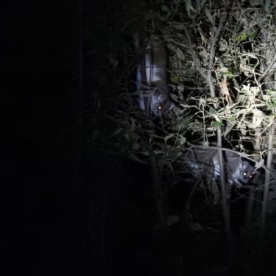 Pseudocheirus peregrinus (Common Ringtail Possum) at Namadgi National Park - 28 Feb 2021 by Liam.m