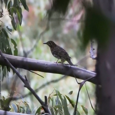 Zoothera lunulata (Bassian Thrush) at Cotter River, ACT - 28 Feb 2021 by Liam.m