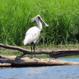 Platalea regia at Fyshwick, ACT - 1 Mar 2021