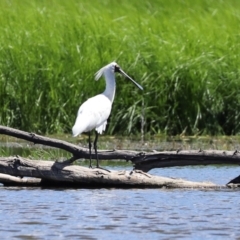 Platalea regia at Fyshwick, ACT - 1 Mar 2021