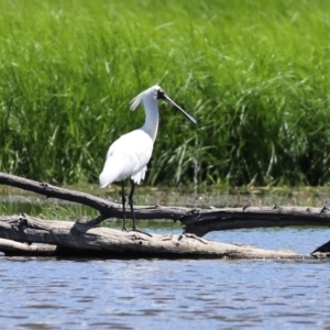 Platalea regia at Fyshwick, ACT - 1 Mar 2021 01:24 PM