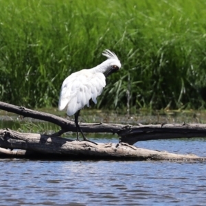 Platalea regia at Fyshwick, ACT - 1 Mar 2021 01:24 PM