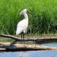 Platalea regia at Fyshwick, ACT - 1 Mar 2021