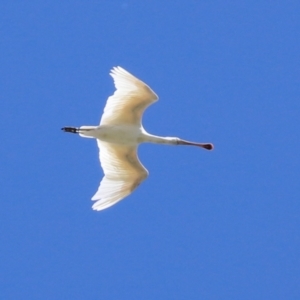 Platalea flavipes at Fyshwick, ACT - 1 Mar 2021