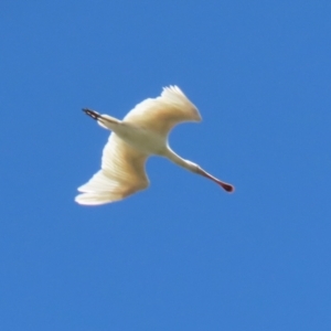 Platalea flavipes at Fyshwick, ACT - 1 Mar 2021