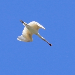 Platalea flavipes at Fyshwick, ACT - 1 Mar 2021