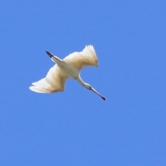 Platalea flavipes at Fyshwick, ACT - 1 Mar 2021