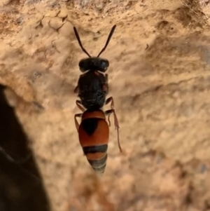 Eumeninae (subfamily) at Murrumbateman, NSW - 1 Mar 2021 03:34 PM