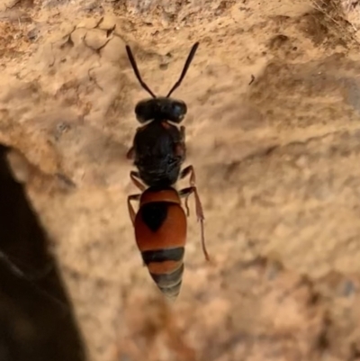 Eumeninae (subfamily) (Unidentified Potter wasp) at Murrumbateman, NSW - 1 Mar 2021 by SimoneC