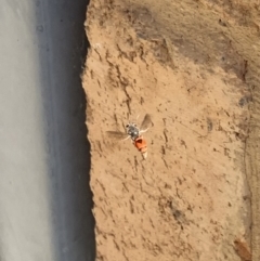 Eumeninae (subfamily) at Murrumbateman, NSW - 1 Mar 2021