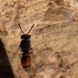 Eumeninae (subfamily) at Murrumbateman, NSW - 1 Mar 2021