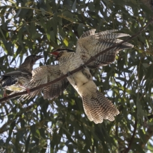 Eudynamys orientalis at Scullin, ACT - 1 Mar 2021 09:44 AM