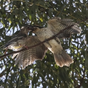 Eudynamys orientalis at Scullin, ACT - 1 Mar 2021 09:44 AM