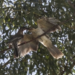 Eudynamys orientalis at Scullin, ACT - 1 Mar 2021 09:44 AM