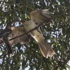 Eudynamys orientalis at Scullin, ACT - 1 Mar 2021 09:44 AM