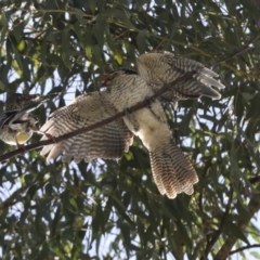 Eudynamys orientalis at Scullin, ACT - 1 Mar 2021 09:44 AM