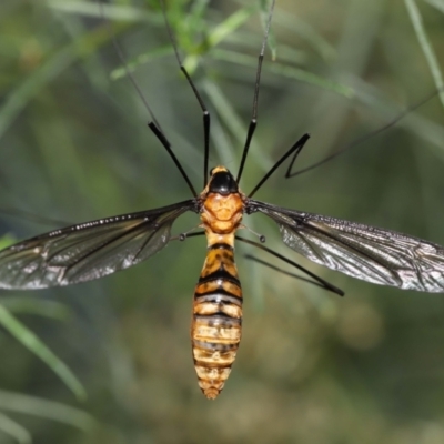 Leptotarsus (Leptotarsus) clavatus (A crane fly) at ANBG - 28 Feb 2021 by TimL